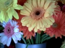 Gerber Daisies