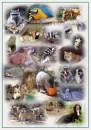 CoLlEcTiOn Of AnImAlS