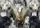 Big Cat's