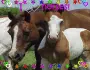horse and filly 