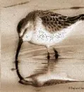 a golden birdie
