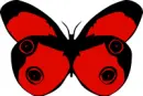 Rd Butterfly