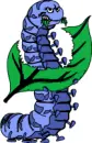 caterpillars