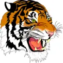 Tiger!!