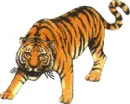 Tiger!!!!