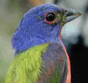 birdie