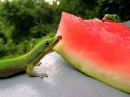  melon geckos