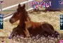 baby horse