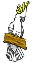 Cockatoo