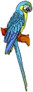 Macaw
