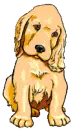 cute puppy