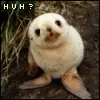 cute