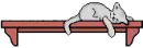 cat on shelf