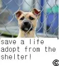 Save a life