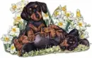 DACHSHUNDS