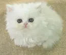Cute cat