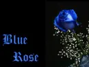Blue Rose