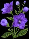 Flower Blooming