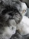 Cute Puppy