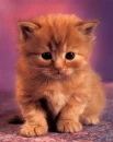 Loveable Kitty