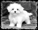 doggy