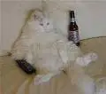 fat cat