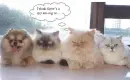 3 cats and 1 dog