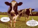 cow