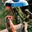 Tanning Rodent