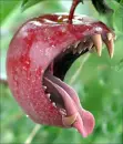 Apple Bite
