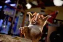 ninga hampster