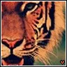 Tiger Love