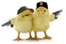 chickies