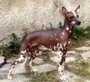 Peruvian Hairless dog 