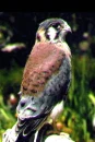 Cernicalo halcon