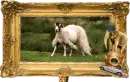 weird sheep