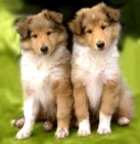 puppies