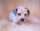 dalmation puppy