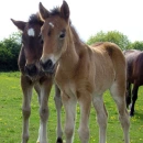 foals