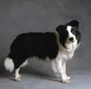 collie