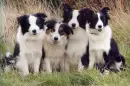 collies