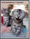 Cats