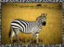 Nichole Zebra