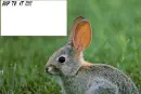 hop to it