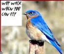 bird