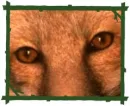 fox eyes