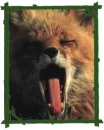 Foxy Yawn