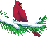 Cardinal