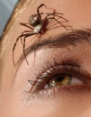 SpiderHead