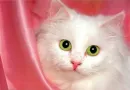 kitty